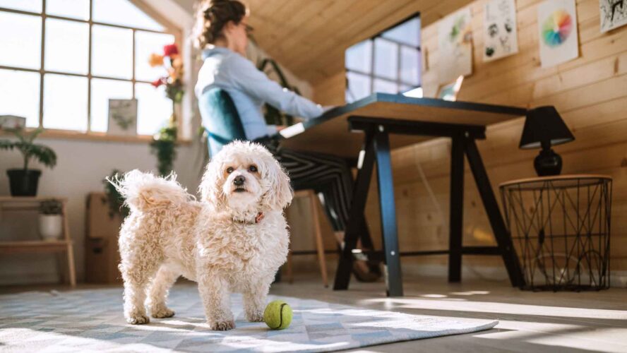 Pet-Friendly Home Hacks Creating a Space That Works for You and Your Pets