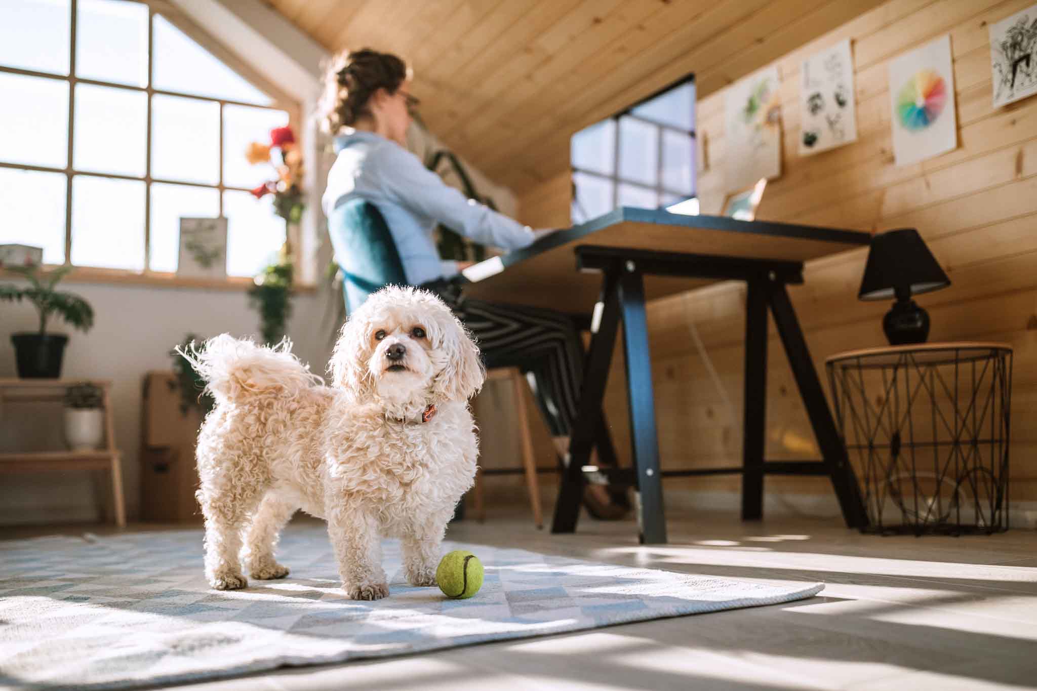 Pet-Friendly Home Hacks Creating a Space That Works for You and Your Pets