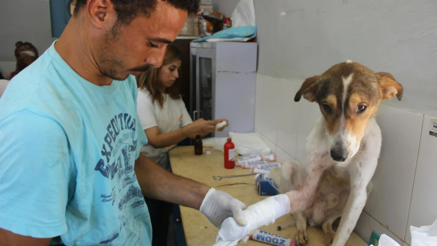 The Science of Pet Therapy: How Animals Heal Our Minds and Bodies